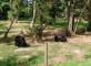 Sortie au Zoo de Thoiry : un voyage au cœur de la nature La Villa des Sources Ville-d'Avray